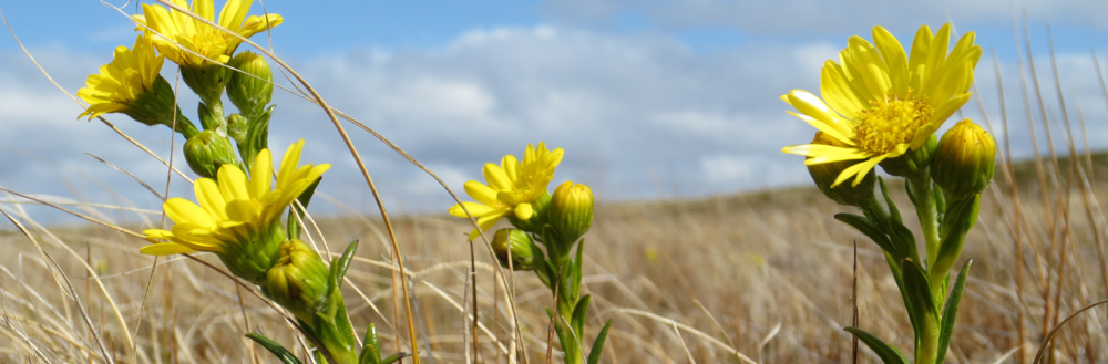 FALKLAND SMOOTH RAGWORT Senecio vaginatus